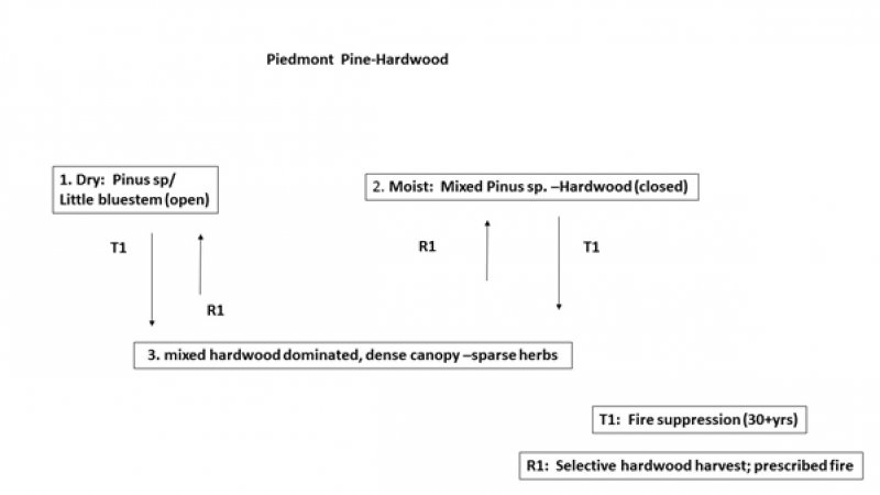 Model diagram