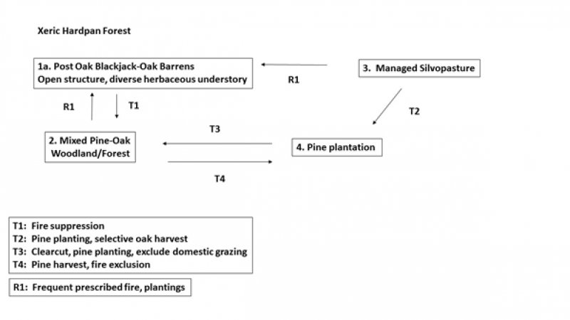 Model diagram