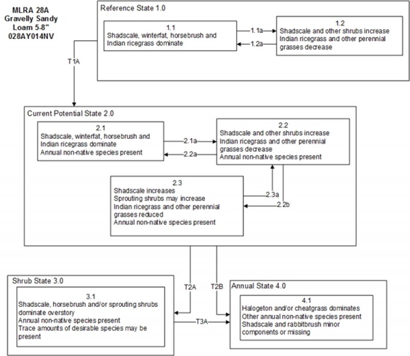 Model diagram