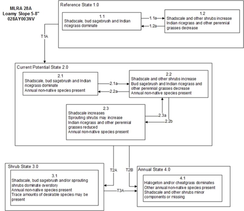 Model diagram
