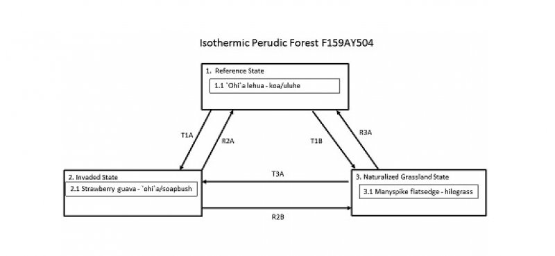 Model diagram