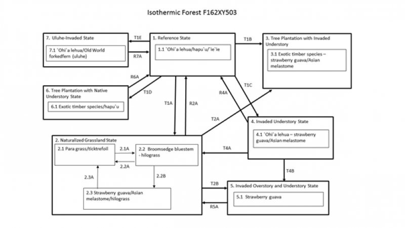 Model diagram