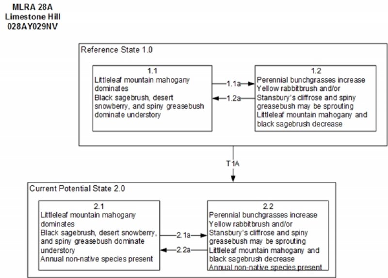 Model diagram