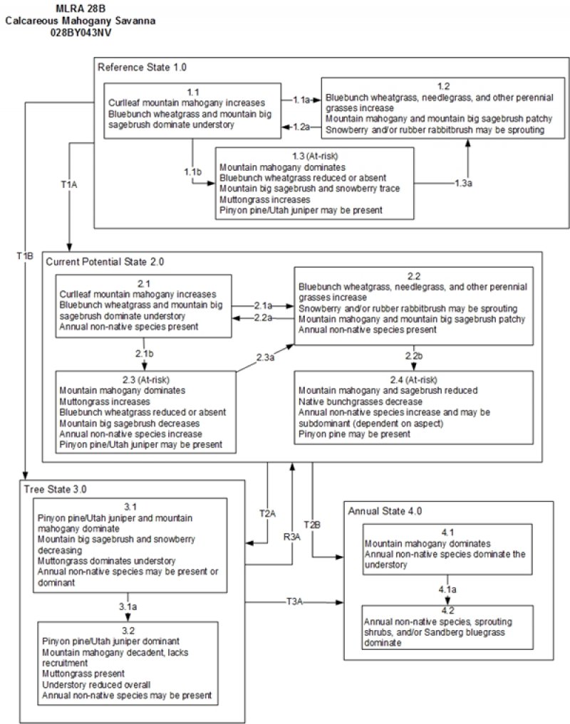 Model diagram