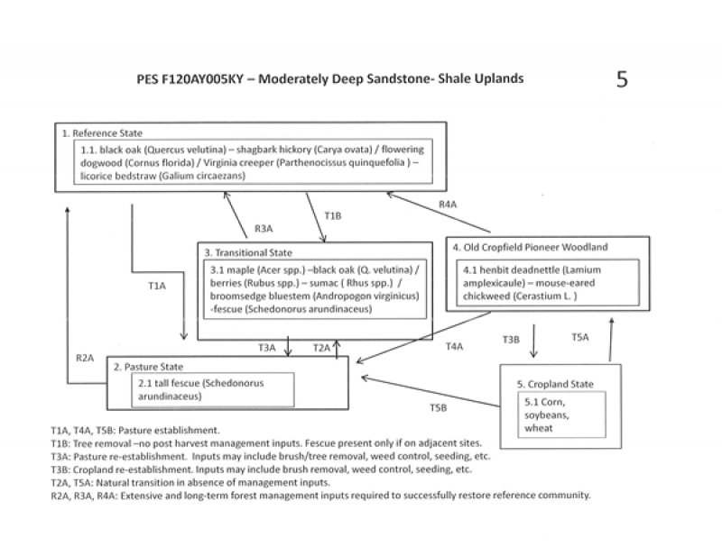 Model diagram