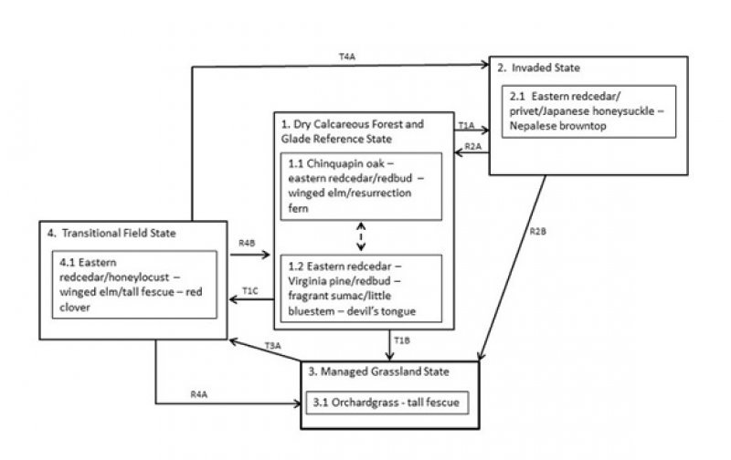 Model diagram
