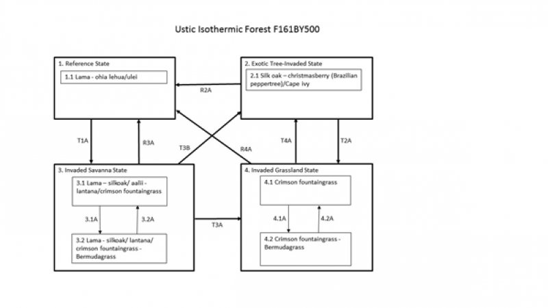 Model diagram