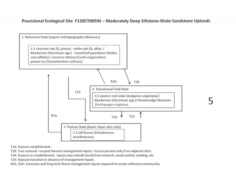 Model diagram