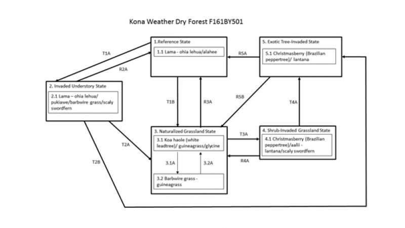 Model diagram