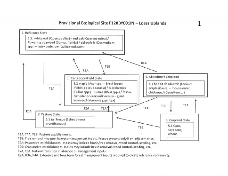 Model diagram