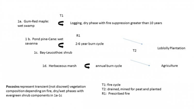 Model diagram
