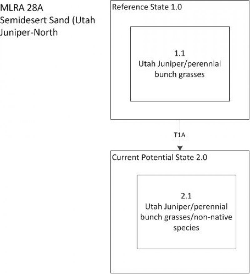 Model diagram