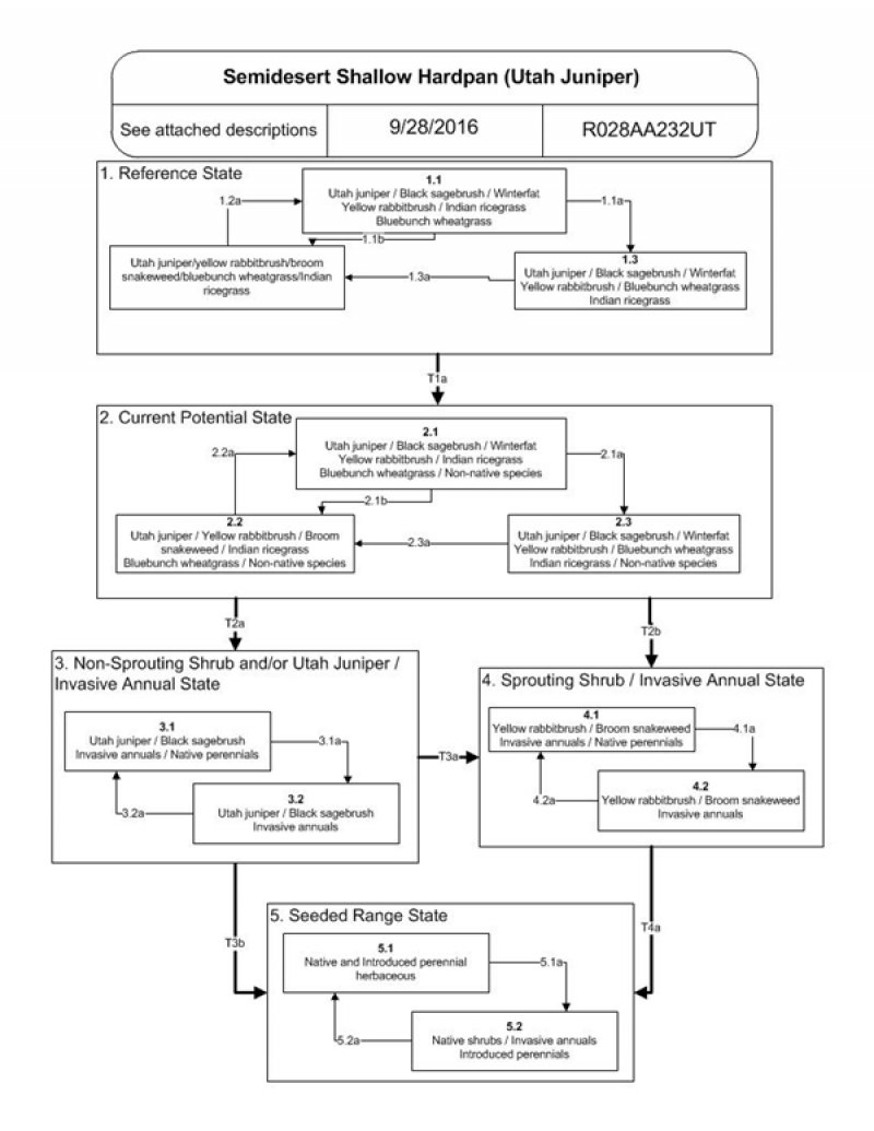 Model diagram