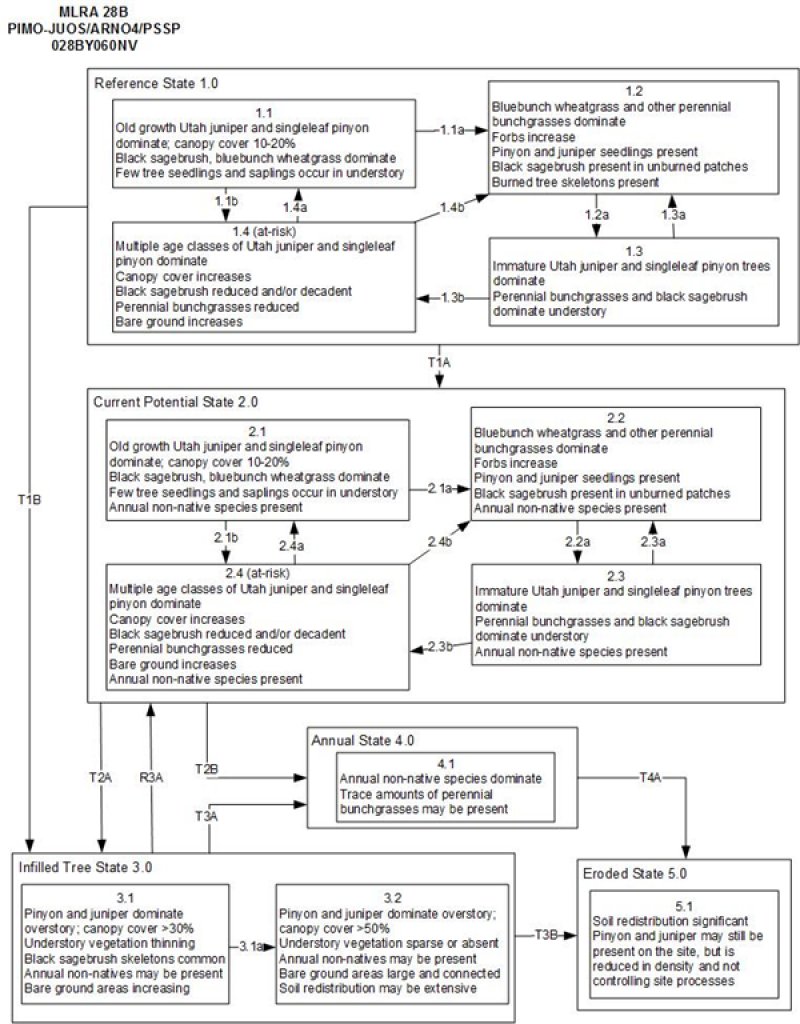 Model diagram