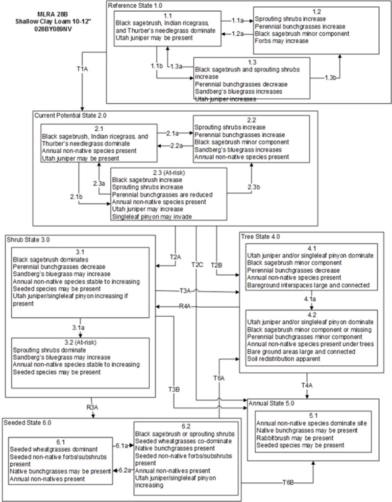 Model diagram