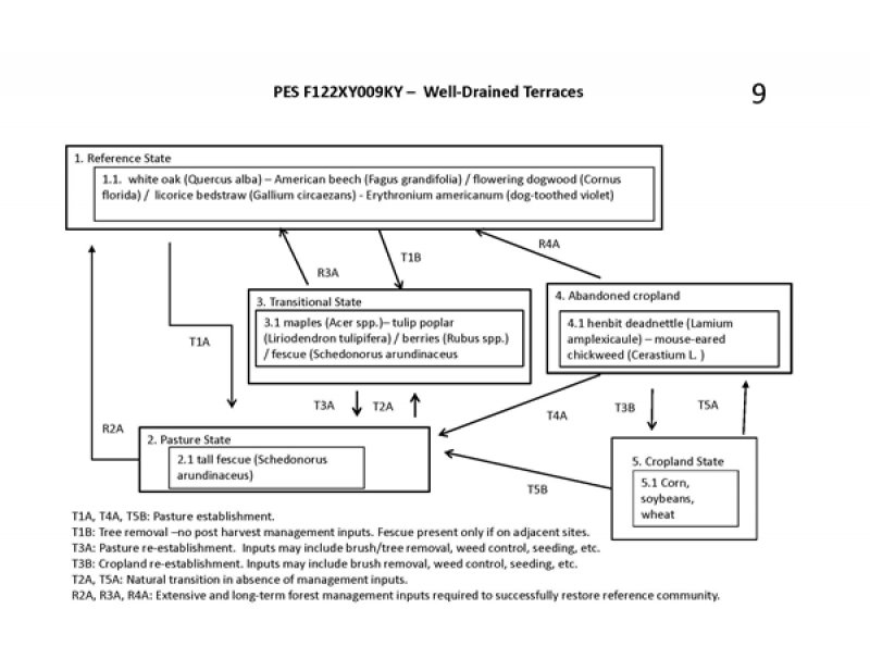 Model diagram