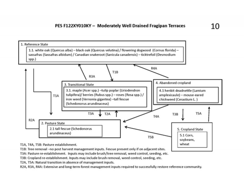 Model diagram