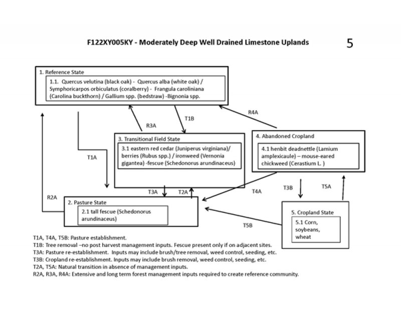 Model diagram