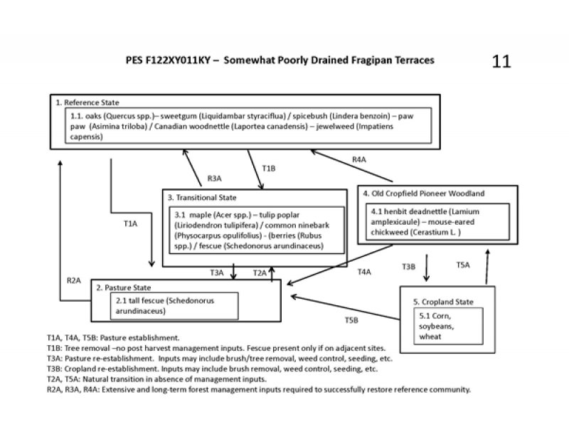 Model diagram