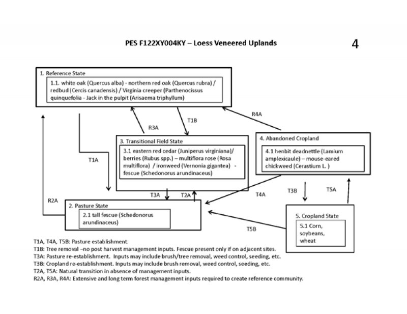 Model diagram