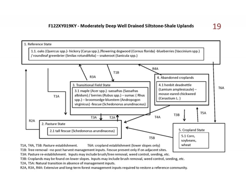 Model diagram