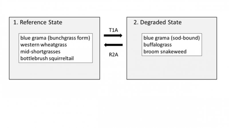 Model diagram