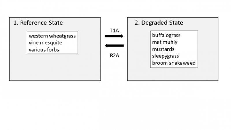 Model diagram