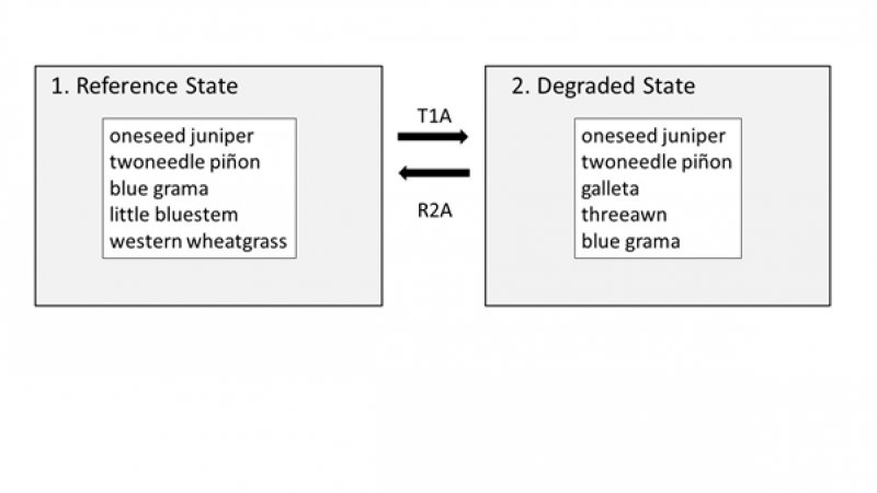 Model diagram