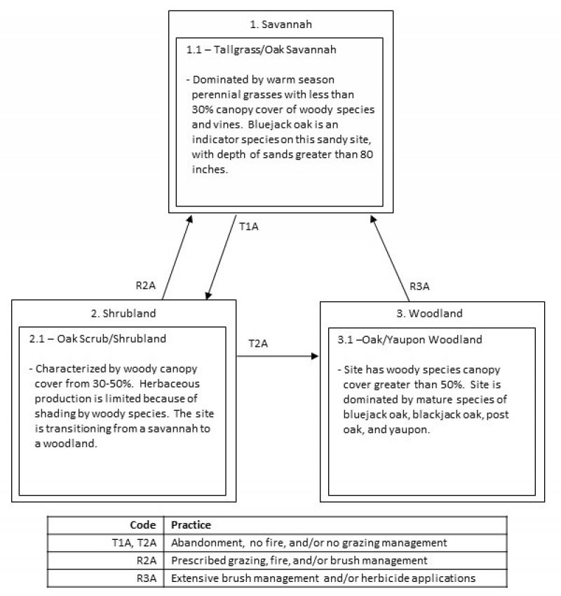 Model diagram