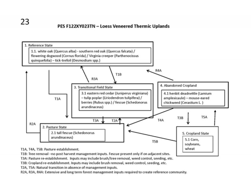 Model diagram