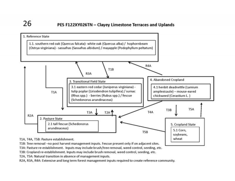 Model diagram