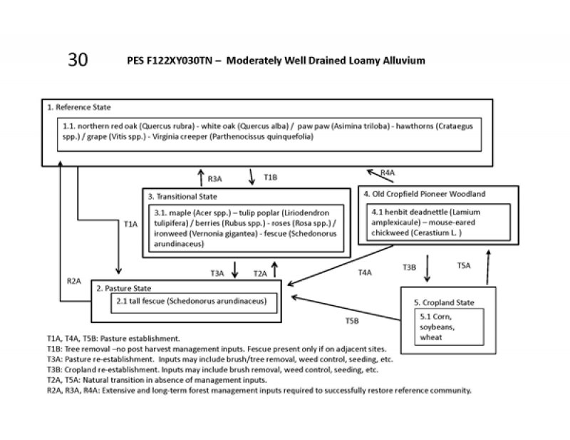 Model diagram