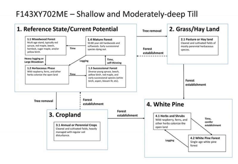 Model diagram