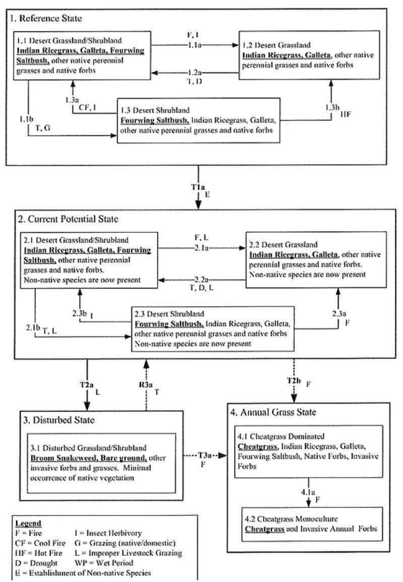 Model diagram