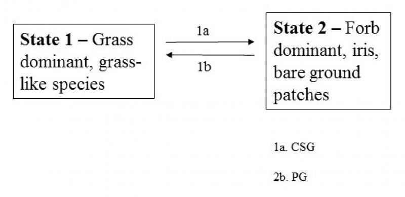 Model diagram