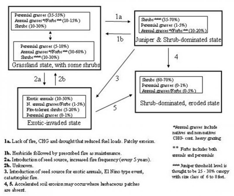Model diagram