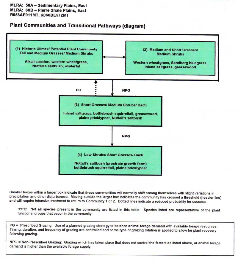 Model diagram