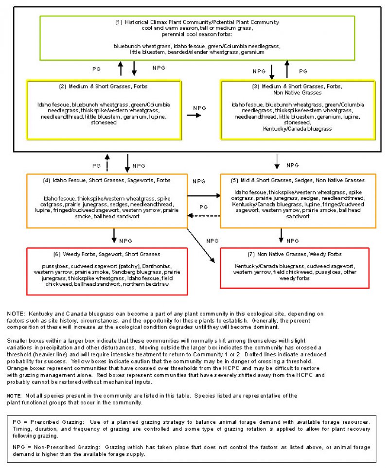 Model diagram