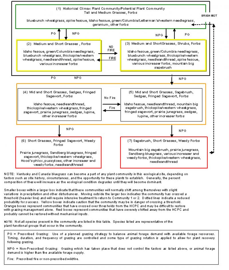 Model diagram