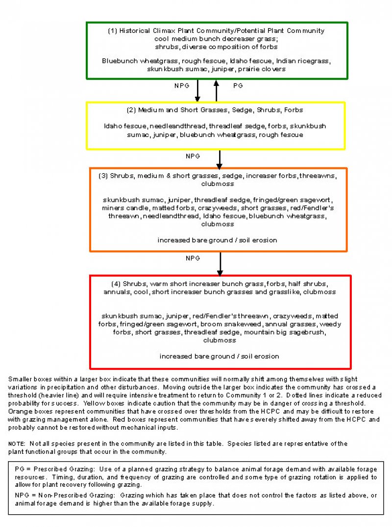 Model diagram