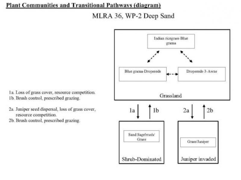 Model diagram