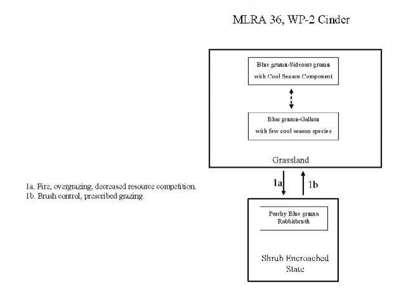 Model diagram
