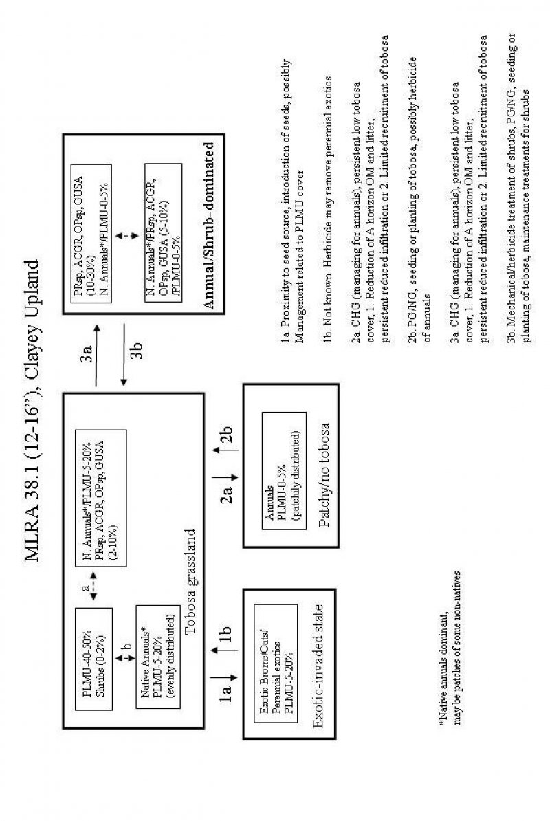 Model diagram