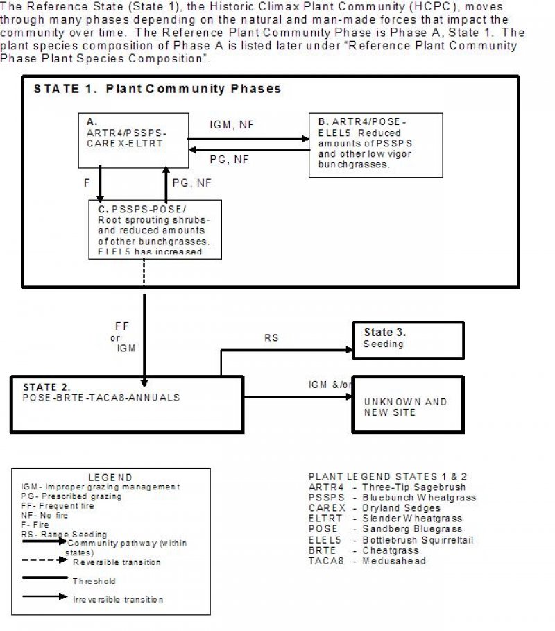 Model diagram