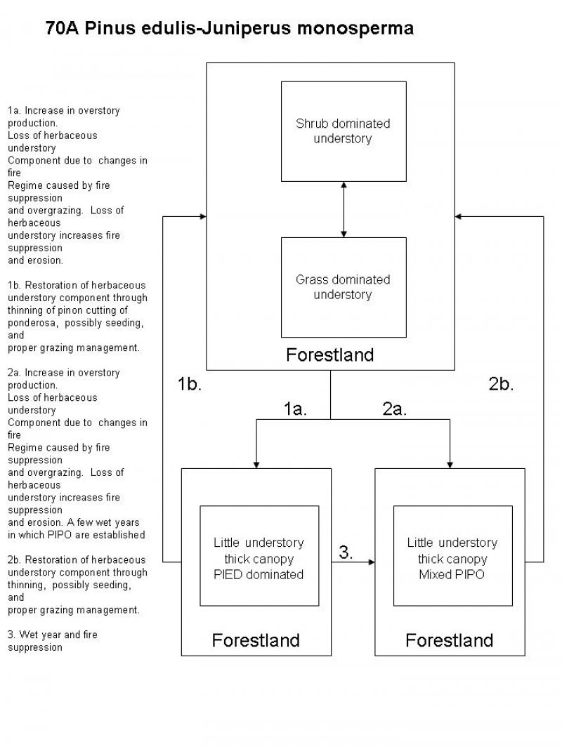 Model diagram