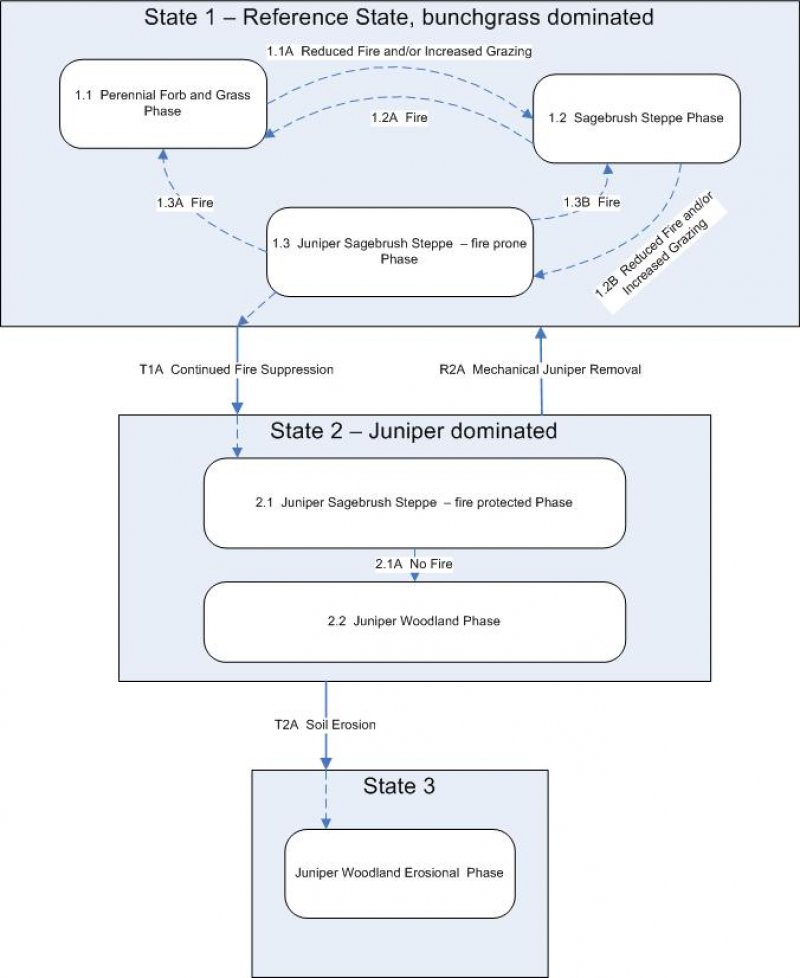 Model diagram