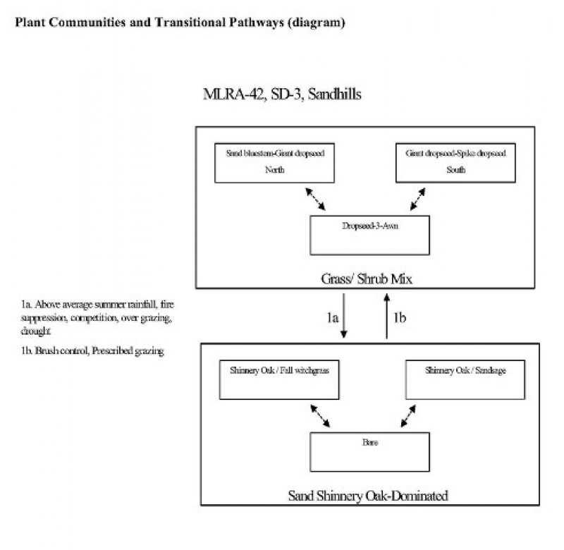 Model diagram