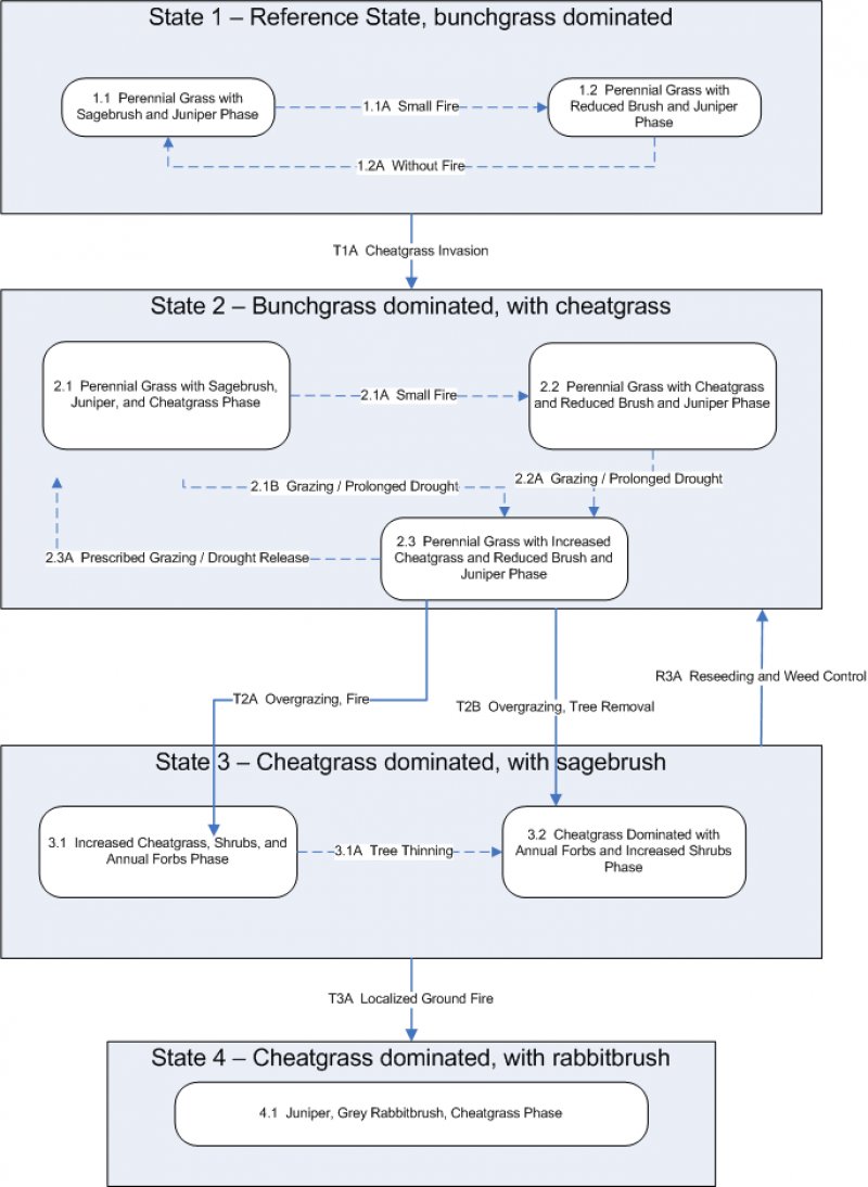 Model diagram