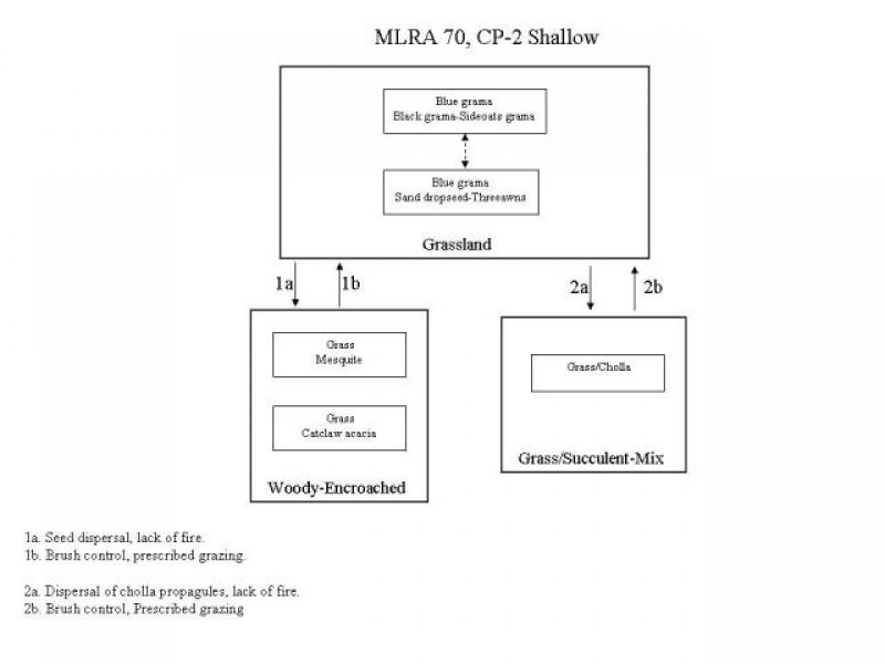 Model diagram