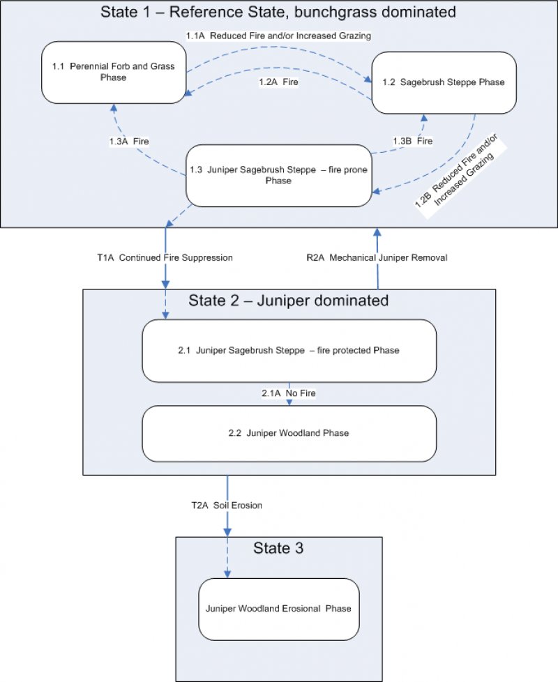 Model diagram